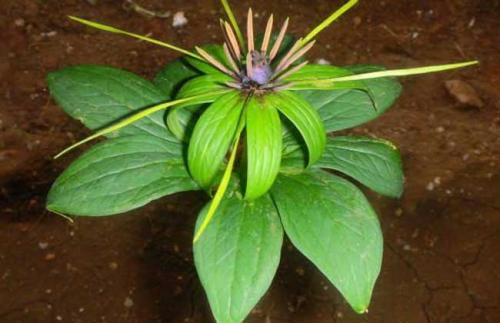 重楼林下种植亩产量多少公斤,林下种植重楼一亩地要多少种苗