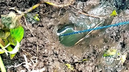 钓黄鳝的方法与注意事项,掌握四种钓法