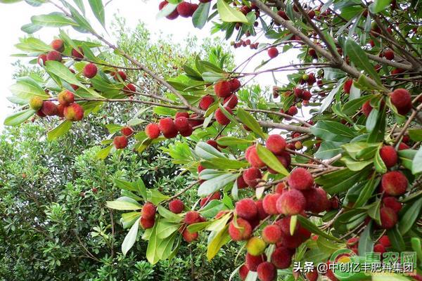 用杨梅籽种杨梅,杨梅咋种