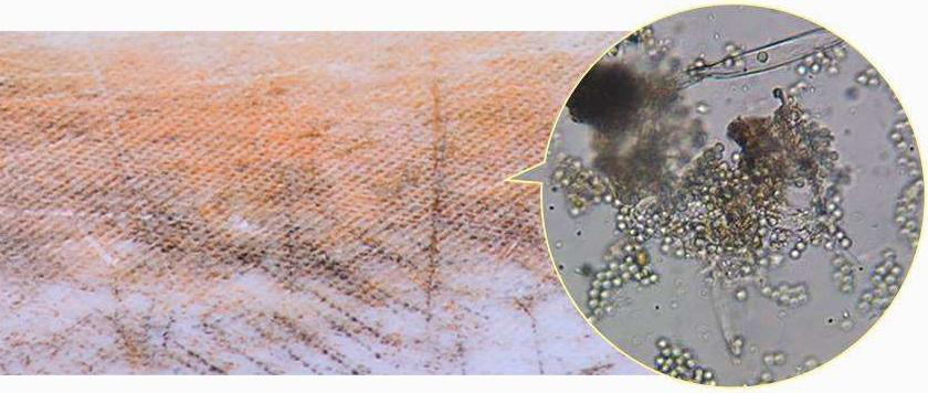 砧板变黑怎么搞干净,怎样去除砧板发霉变黑