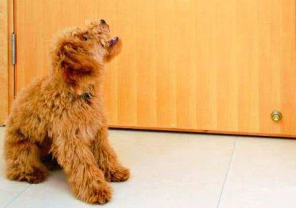 十大公认的最好养的狗泰迪犬,狗狗百科全书泰迪犬