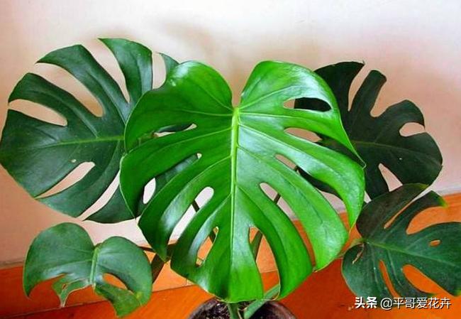 装修房子有气味种什么植物好,新屋去甲醛种什么植物最好