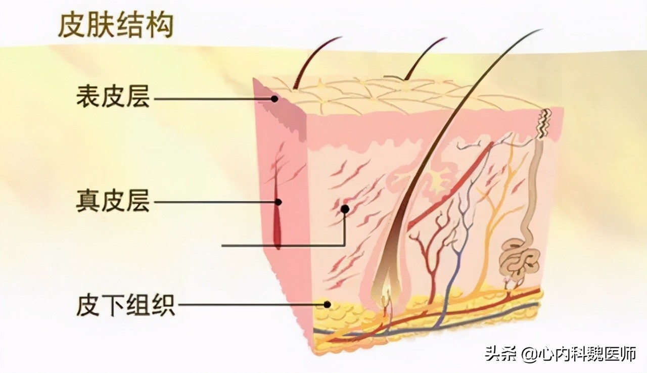 猪油吃多了对心脑血管有什么危害,吃猪油对心脑血管有害吗视频