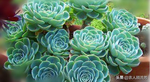 多肉植物玉蝶锦和富士有什么区别,多肉植物玉蝶的养殖方法与管理