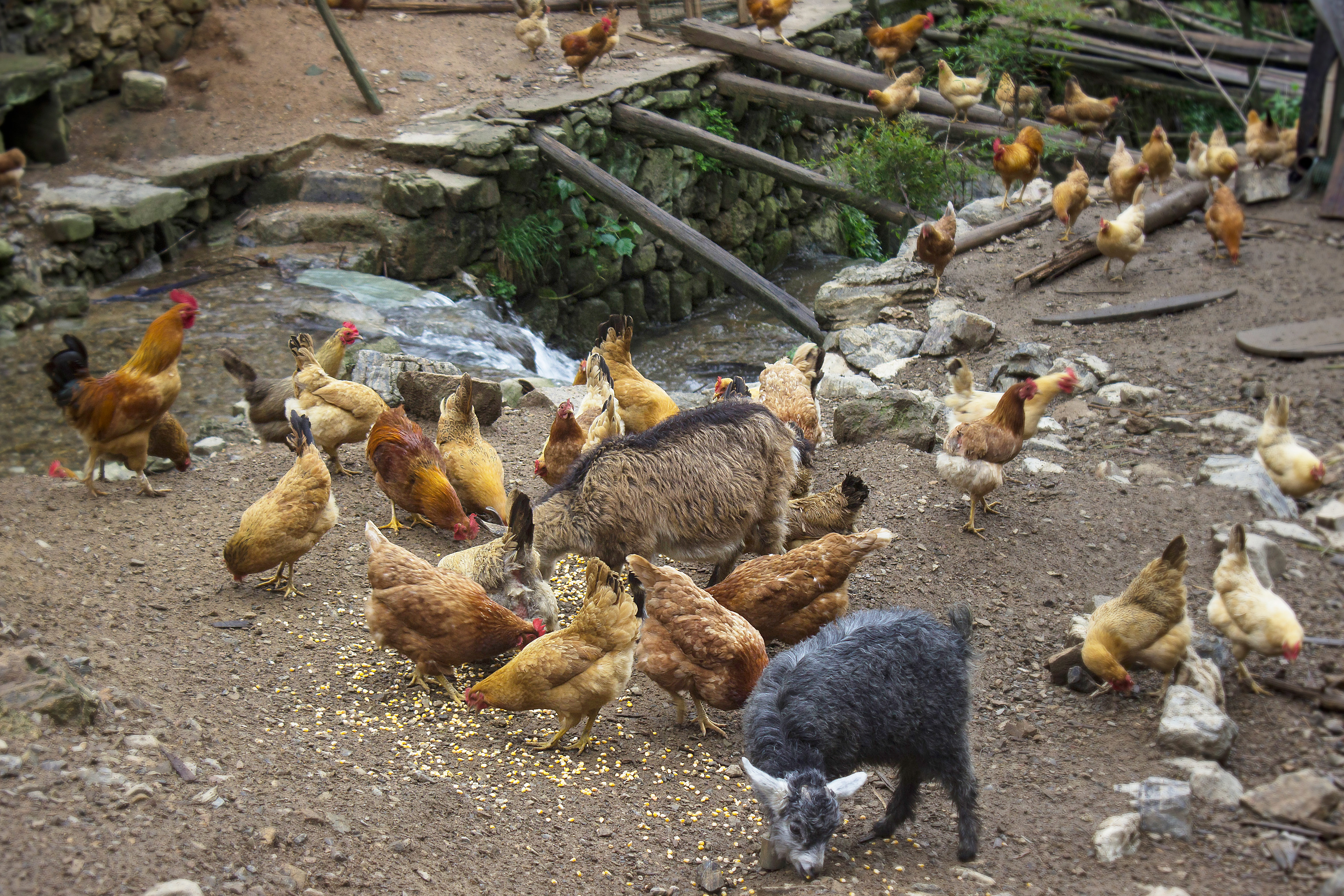 养殖2000只土鸡的成本与利润,养殖土鸡投资知识