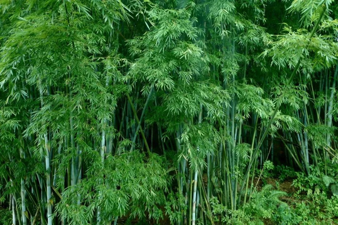 藏于稻田竹海中的增城轻奢民宿,广州增城中新镇三天两夜民宿推荐