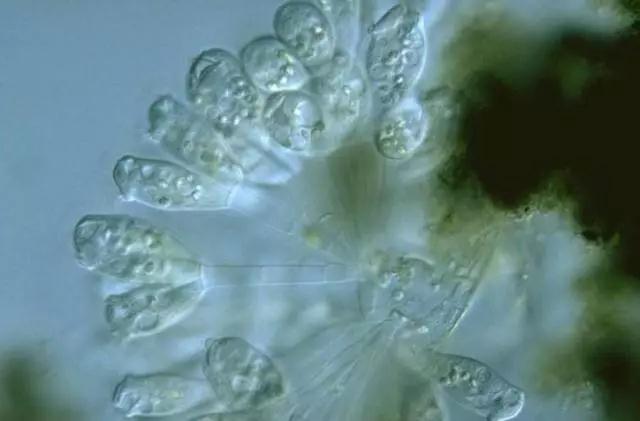 收藏!24种污水处理微生物菌相及指导意义,环保人必看(多图)