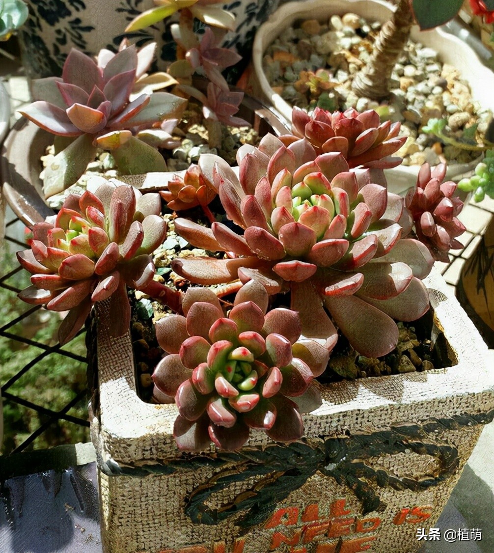 红宝石三年不爆盆是什么原因,红宝石怎么养爆盆