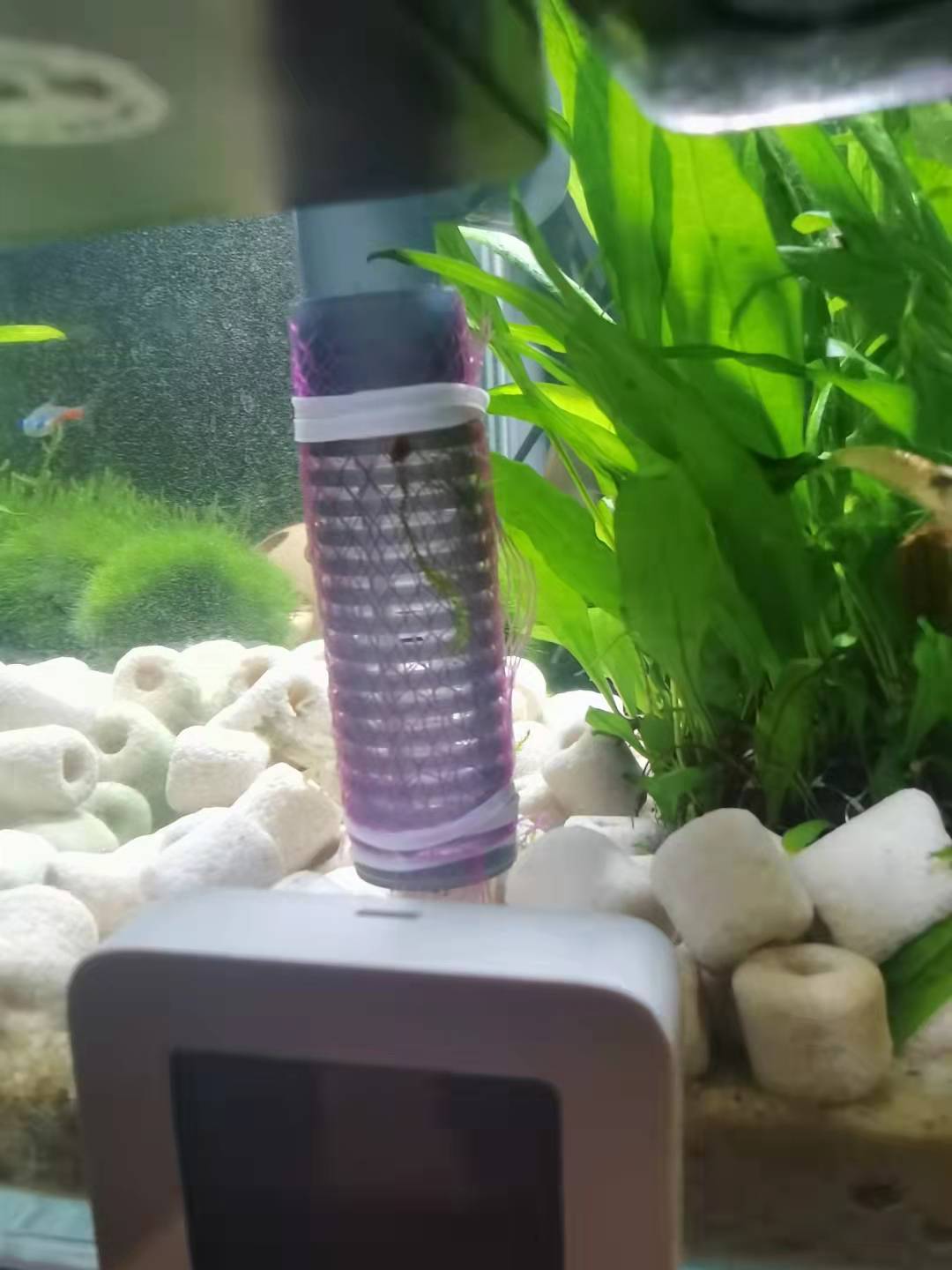 龟缸沼泽过滤养鱼制作方法,圆缸养鱼如何过滤