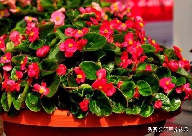 多色海棠夏季怎么护理,玻璃海棠怎么度夏