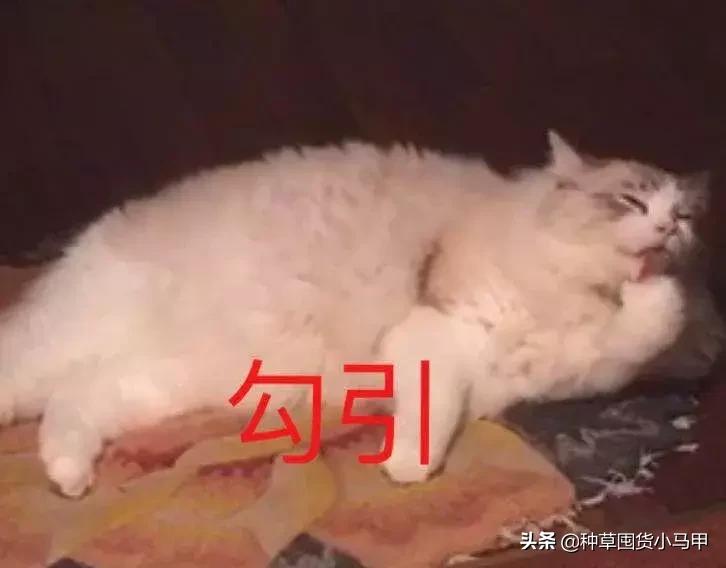 打假现场撕开网红真面目,打假商品网红