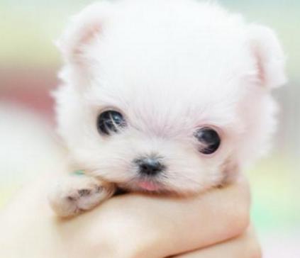 茶杯犬真的不会长大?买一只多少钱?