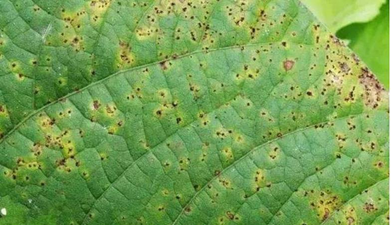 扁豆锈病,扁豆锈病物理防治方法