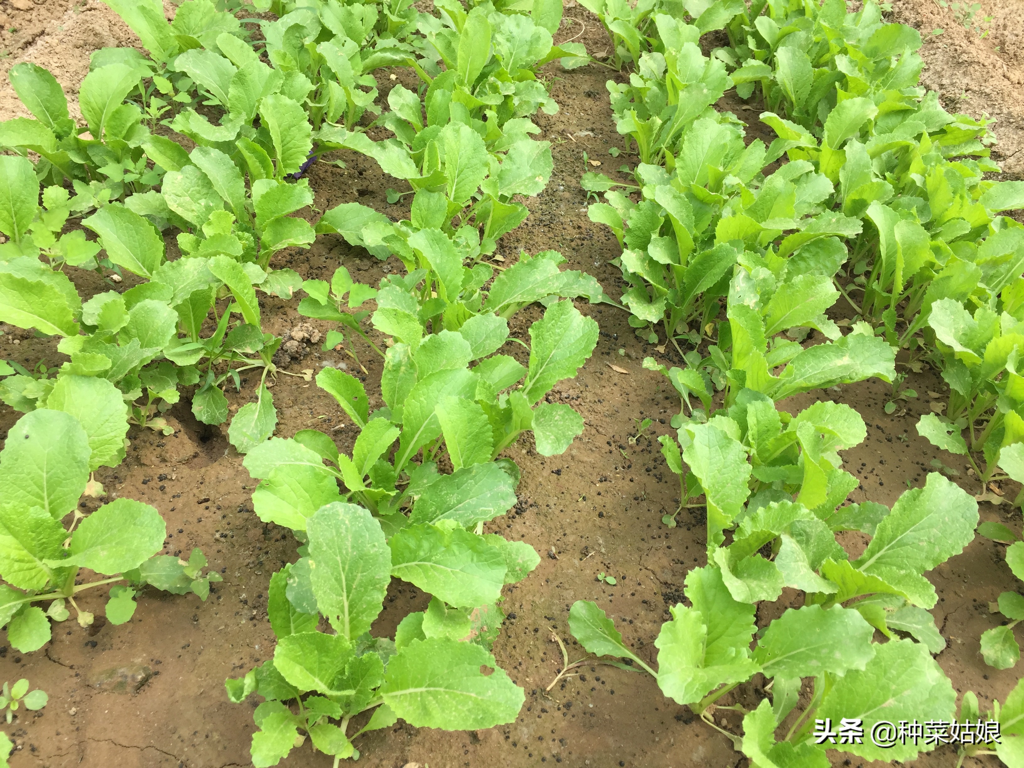 种植蔬菜黄叶子怎么办,种植蔬菜幼苗密集怎么办