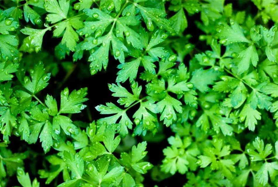 可以调味增香的蔬菜,让你越吃越香的蔬菜