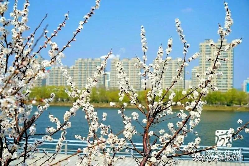 辽宁踏青赏花地点推荐,辽宁春游踏青赏杜鹃花