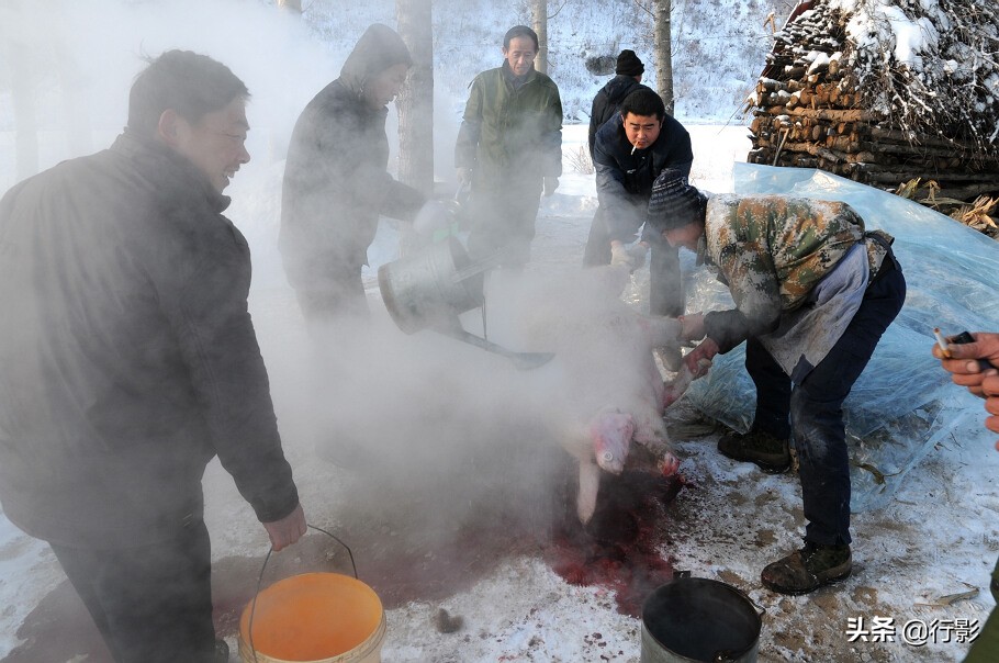 回忆年味东北杀猪菜图片,杀猪菜东北农村年味