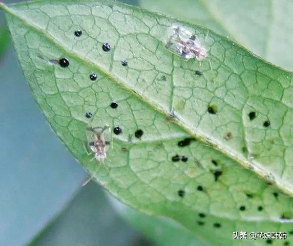 杜鹃花红蜘蛛什么症状,杜鹃花红蜘蛛病图片