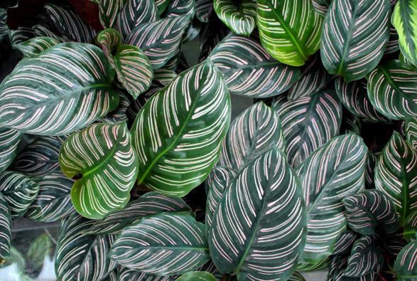 寒潮冻害怎么挽救,竹芋温度低会怎么样