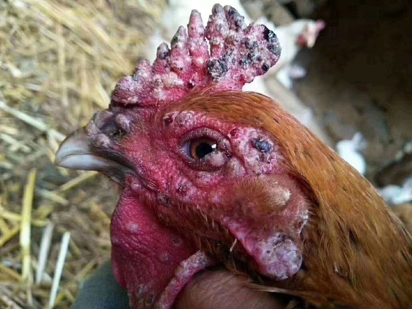 老中医治鸡病配方,兽医在线咨询鸡痘能治好吗