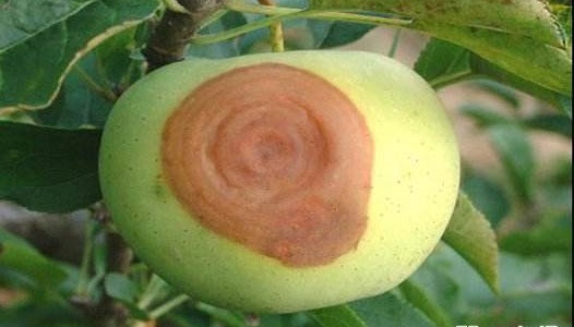 苹果高产技术,苹果种植技术及病虫害防治措施