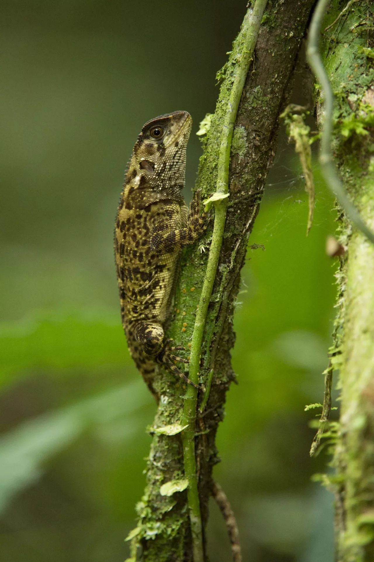 中国免签国多少个,中国出国免签国名单