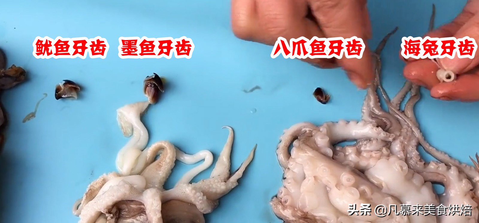 八爪鱼鱿鱼墨鱼海兔哪种好吃,鱿鱼海兔墨鱼八爪鱼区别