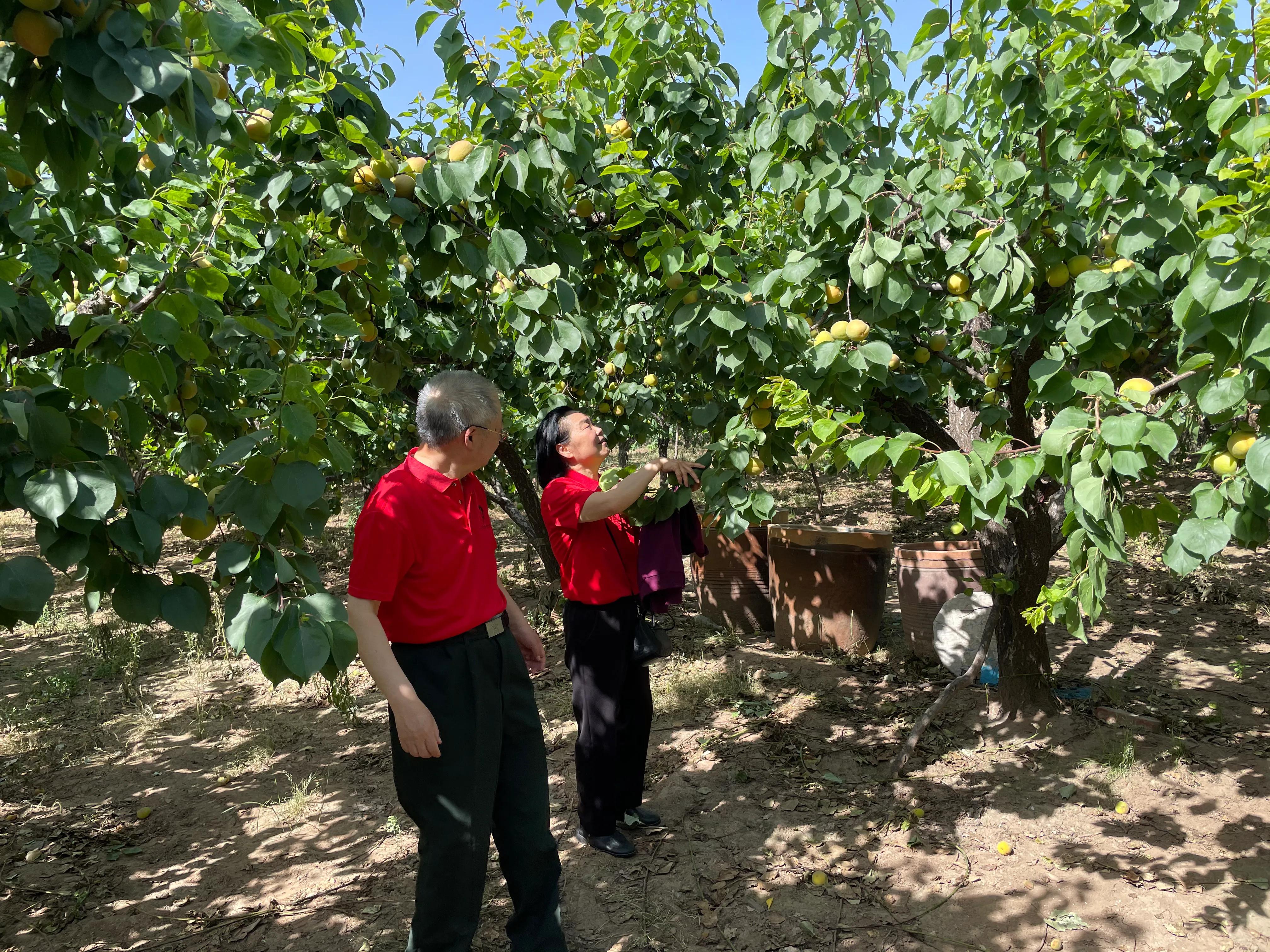 杏子核的营养价值,杏子降血压