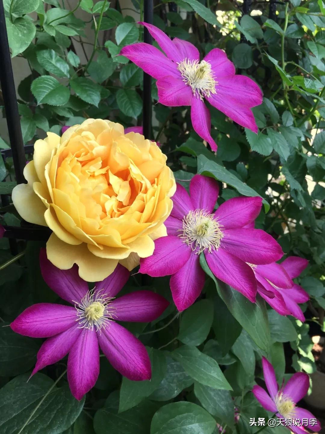 月季花是时候展现真正的技术了 (开春的第一波月季花就这么过去了)