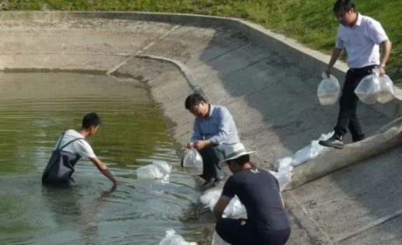 哪种虾易养殖价格又高,6元一斤虾的养殖方法