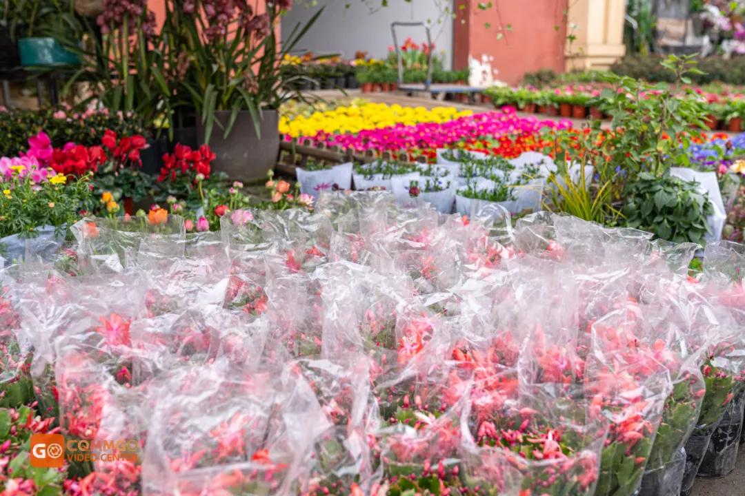重庆花市排名前十名,重庆花市哪里最便宜