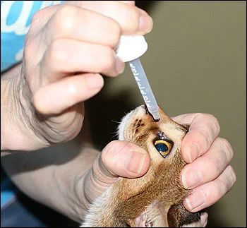 猫咪的眼炎怎么滴药,猫咪的眼部疾病有哪些