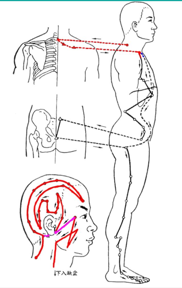 腧穴分为几大类,腧穴的分类和区别