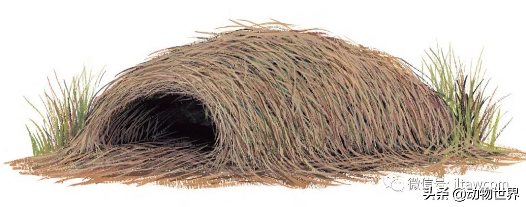 手绘动物地图,探索大自然手绘画