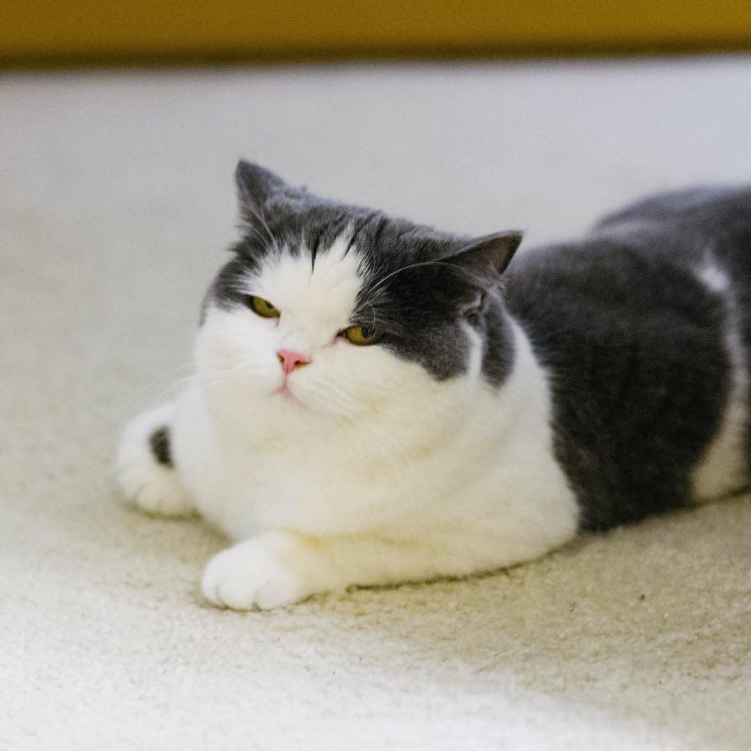 猫怎么运动才能锻炼身体,猫吃完饭可以剧烈运动吗