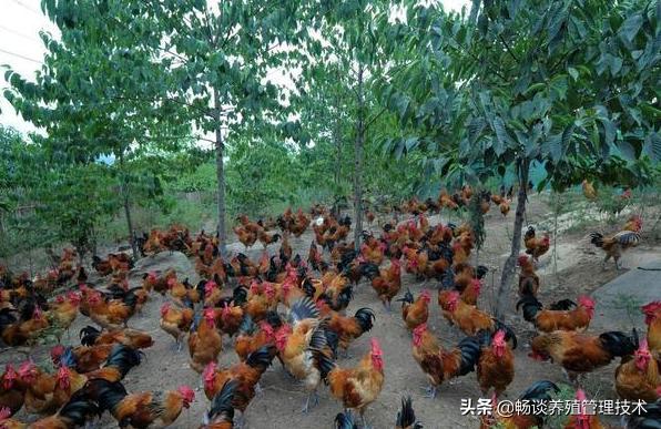 去鸡体外寄生虫最简单的方法,鸡体表寄生虫怎么防治