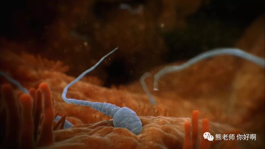 生命起源卵子,生命起源胚胎形成完整版