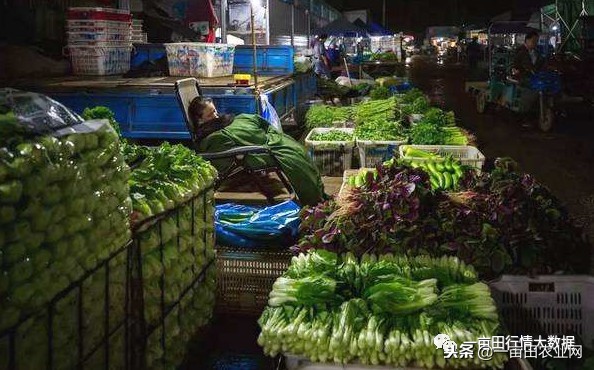 全国今日蔬菜菜价,全国菜价最新消息