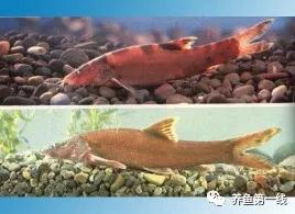 十种常见的水生动物,鳅科动物图片