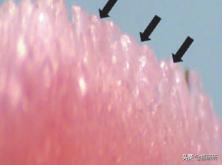 猫咪舌头上的“倒刺”其实是吸管？