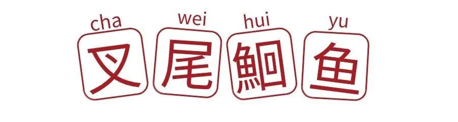 开片叉尾鮰鱼,叉尾鮰鱼科普