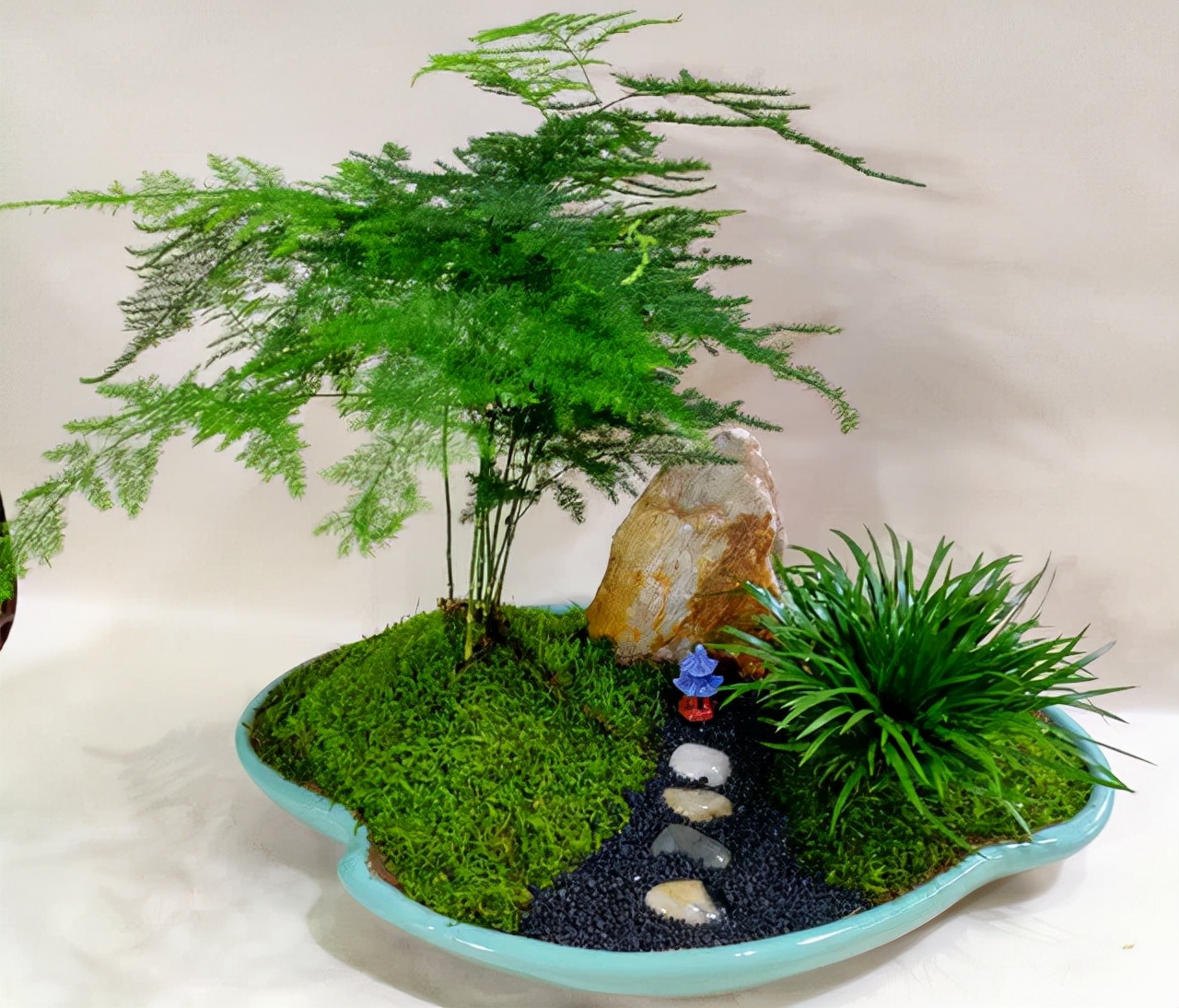 最耐阴不需要阳光的植物室外,喜阴怕阳光非常好养的盆栽大全