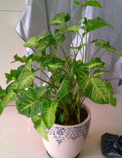 合果芋的叶子发黄怎么办,合果芋叶子焦边怎么处理