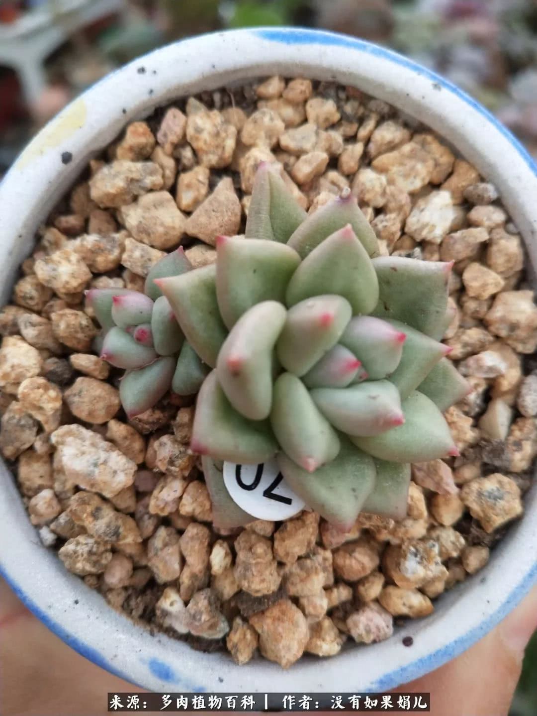 明人不说暗话，我为多肉而来！