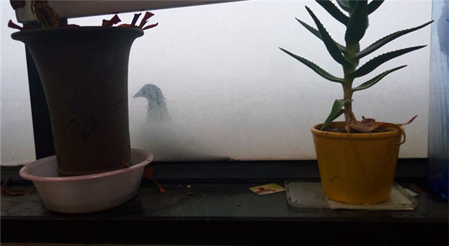 野生的鸟儿该怎么处理,鸟类如何躲避风雨