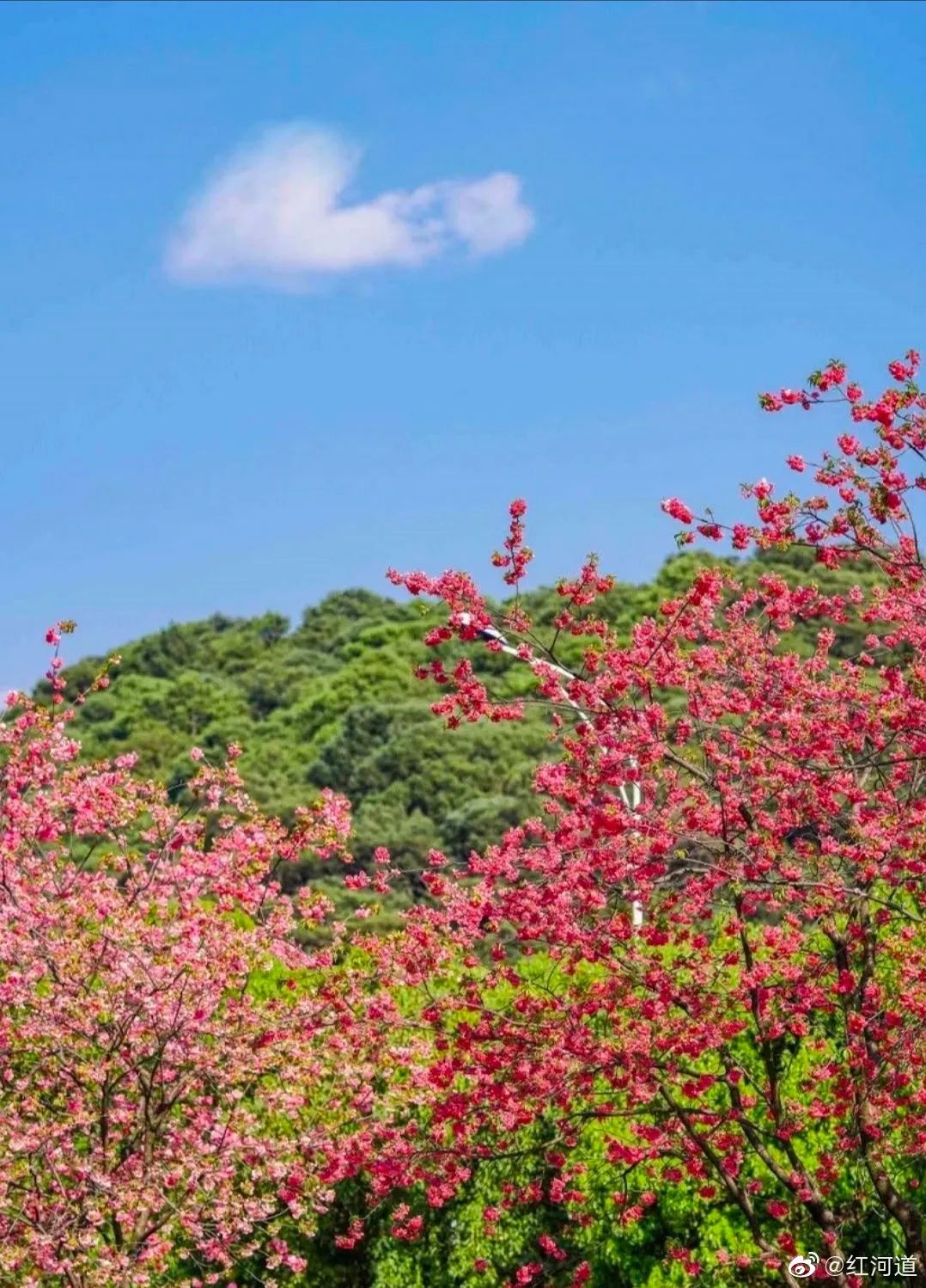 被大理丽江掩盖风头又怎样？它才是云南No.1！5月它太美了