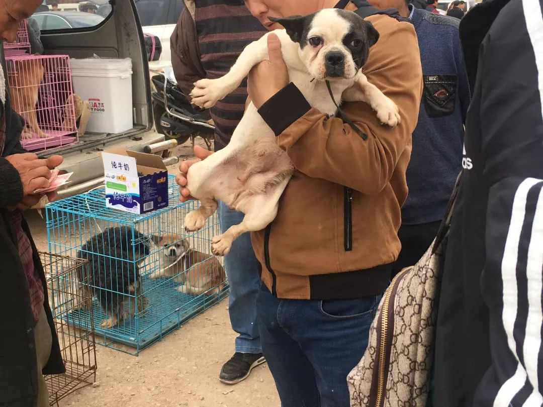 开封狗市巴哥犬多少钱一只,在狗市有便宜的狗狗