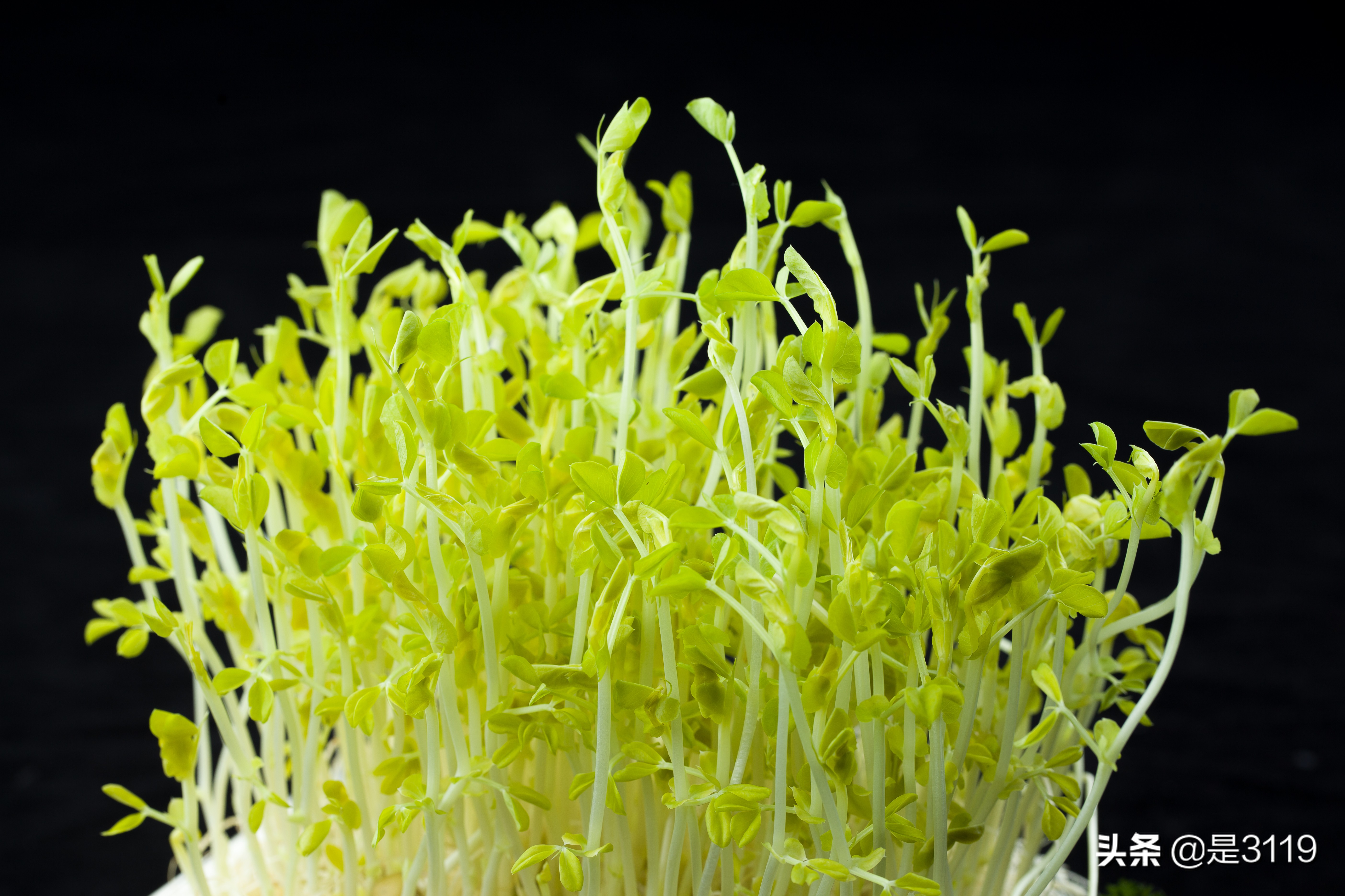 地瓜老火锅怎么样,地瓜老火锅简介