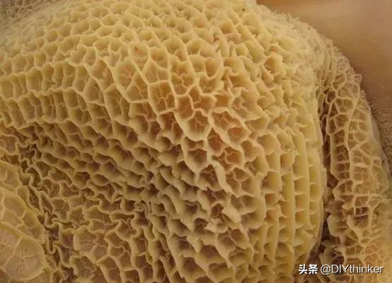 牛的四个胃分别可以做什么美食,牛的四个胃怎么吃