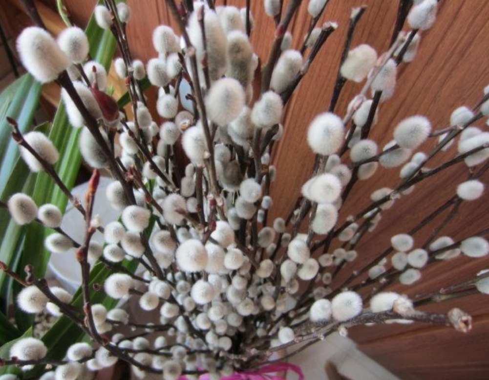 招财银柳冬天能养活吗,银柳可以放在户外盆栽不会死吧